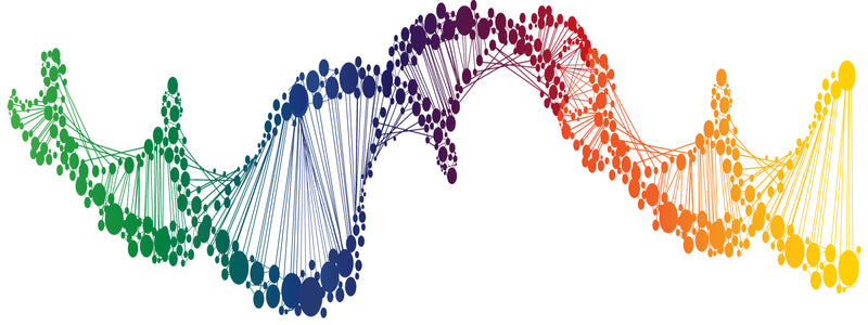 Mutation MTHFR C677T