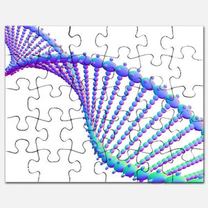 Mutation MTHFR A1298C