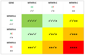 Test de mutation MTHFR